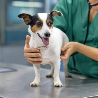 24 Hour Emergency Vet Singapore